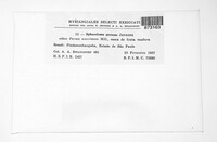 Elsinoe perseae image